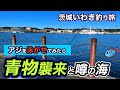 【茨城〜いわき釣り旅】青物が爆釣する港で朝からアジを泳がせたら大変な事になりました…