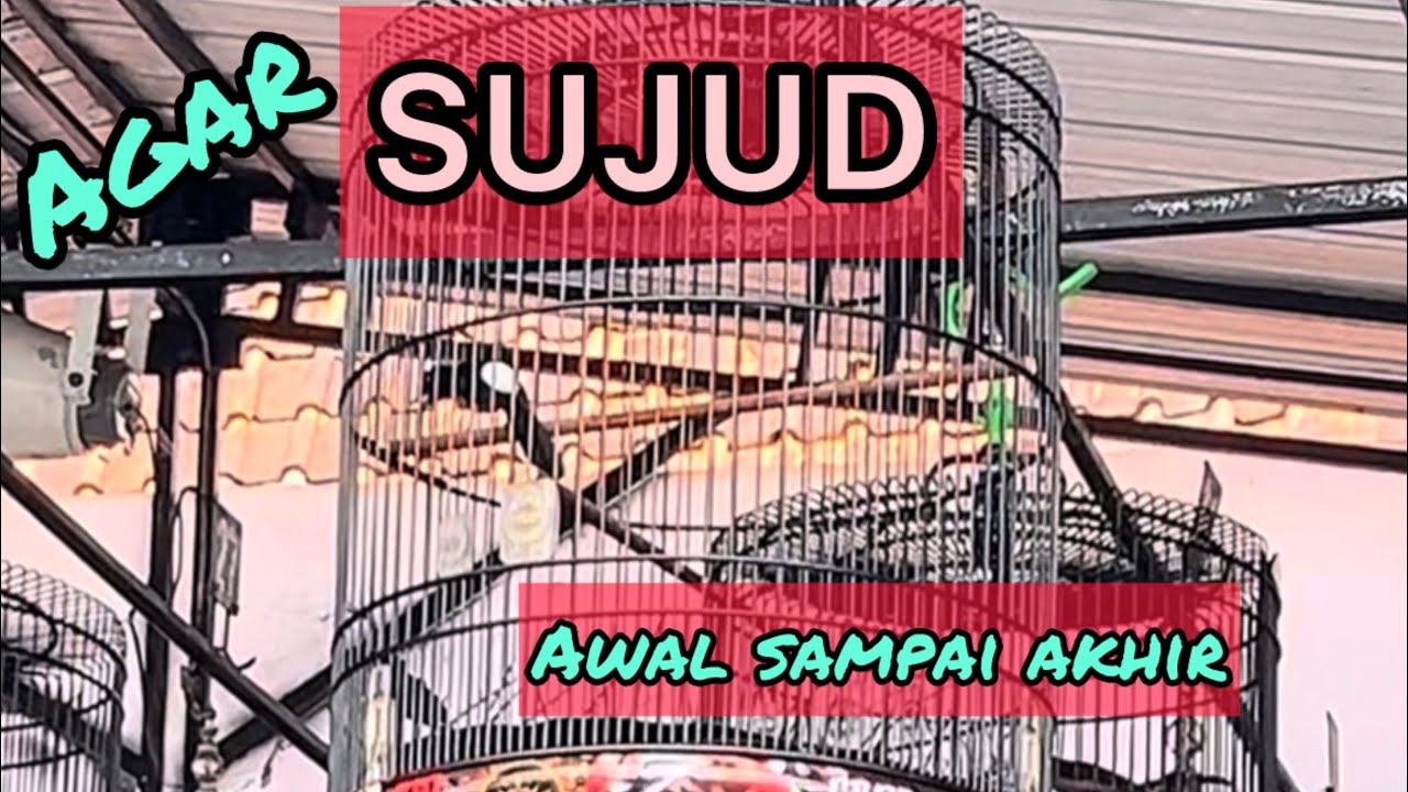 Rawatan harian dan setingan lomba murai batu tipe sujud agar full durasi