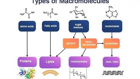 Exploring Macromolecules: The Science Behind Life