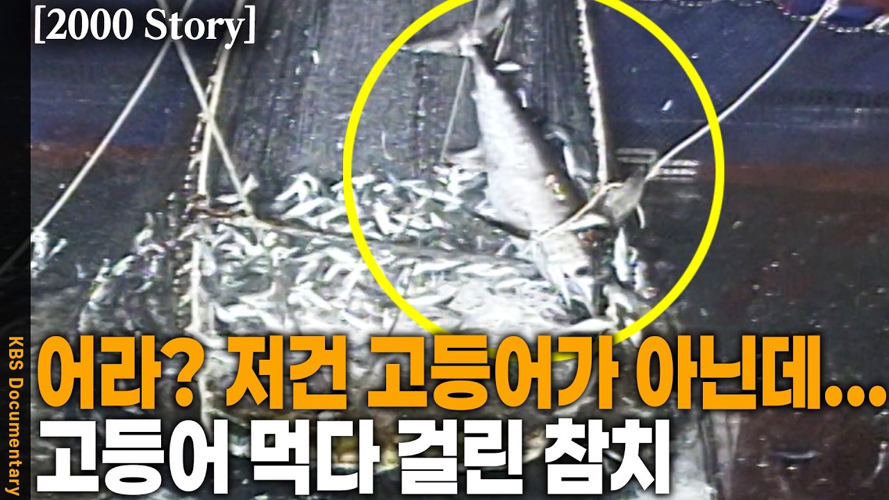 [2000 Story] 바다 위 고등어와 살벌한 전쟁 중에 이런 행운이?? | KBS 20000211 방송