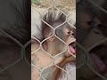 Bintang the Bornean Orangutan is a Climber! - L.A. Zoo