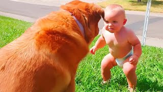 [LIVE] A MUST  30 minutes Funniest Babies Playing with Dogs Compilation  || Cool Peachy