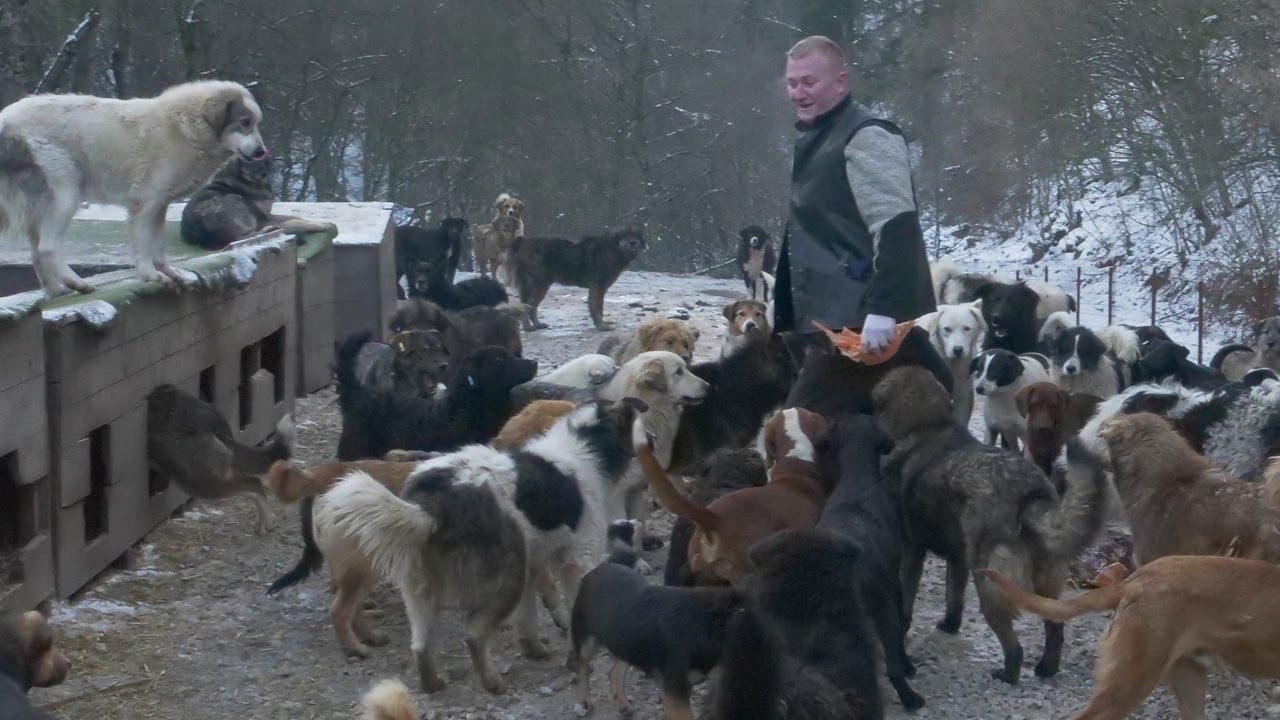 Dizala kredite spašavala pse lutalice, nagrađena autom