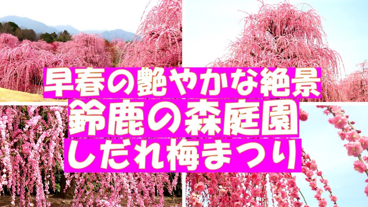 鈴鹿の森庭園　しだれ梅まつり【一度は見たい！感動の艶やかな枝垂れ梅の絶景】伝統園芸文化のしだれ梅の「仕立て技術」で研究栽培された”呉服枝垂”が鈴鹿山脈を背景に咲き誇ります。