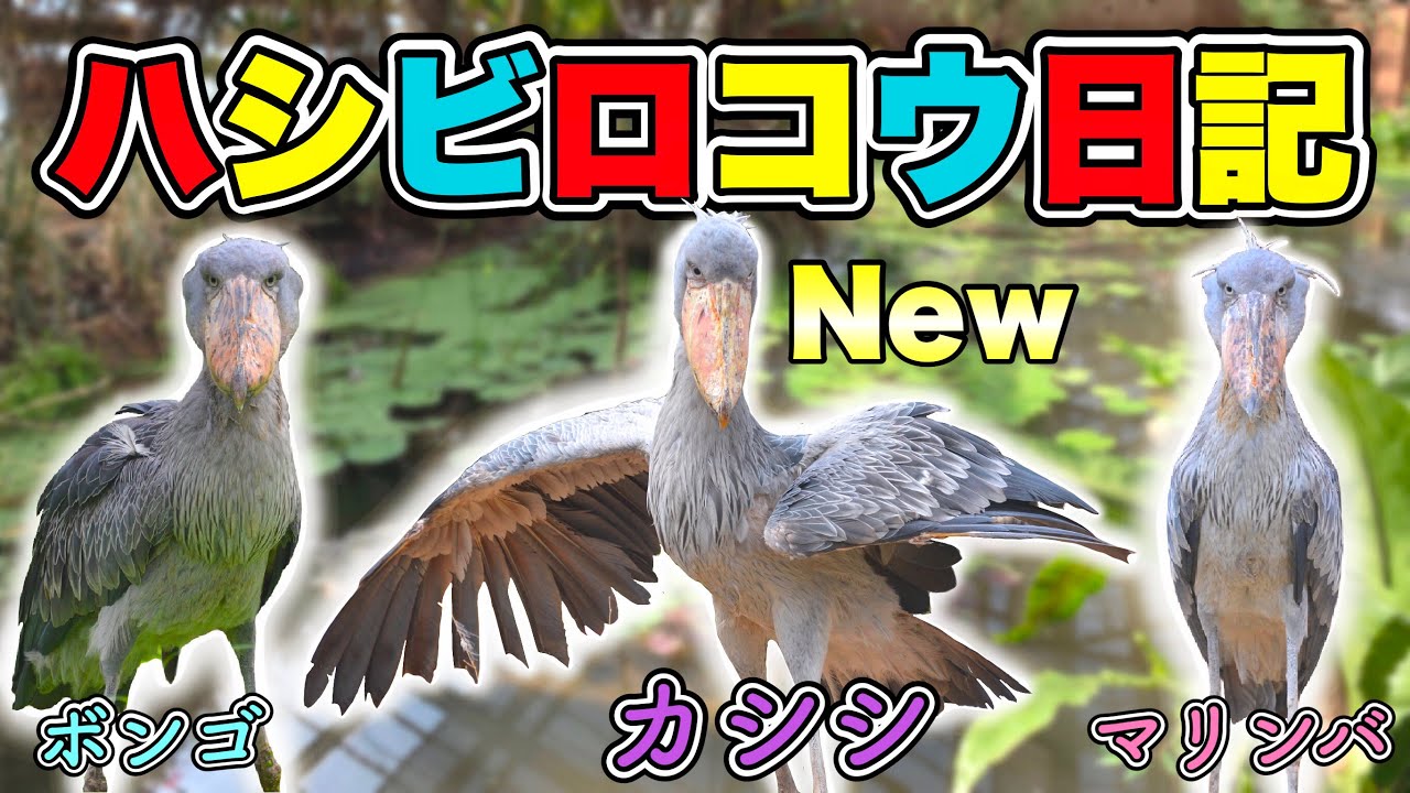 那須からカシシさんが仲間入り！【神戸どうぶつ王国】ハシビロコウ日記01(Shoebill diary01 shoebill in kobe animal kingdom)