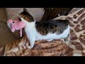 Кот прикольно носит и топчет мягкую игрушку.
