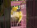 🤗Excited Budgies 😍#budgies #budgiebliss #shortsfeed #shorts #youtubeshorts