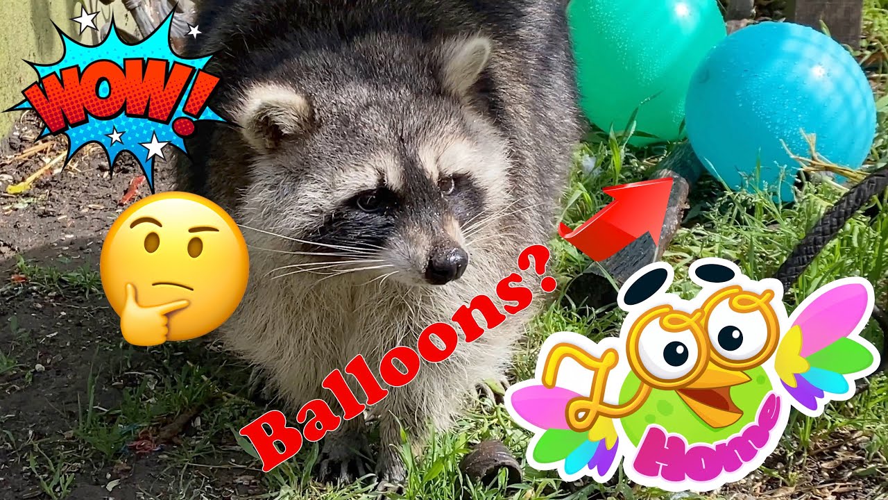 Marcel still does not want to go home, but he is very interested in the