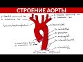 Строение Аорты Анатомия