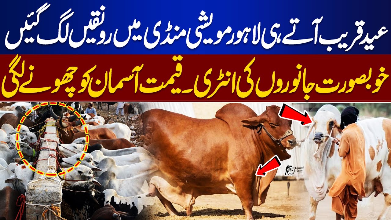 Lahore Cattle Market Lights Up Before Eid | Beautiful Qurbani Animals | Sky High Prices | Dunya News