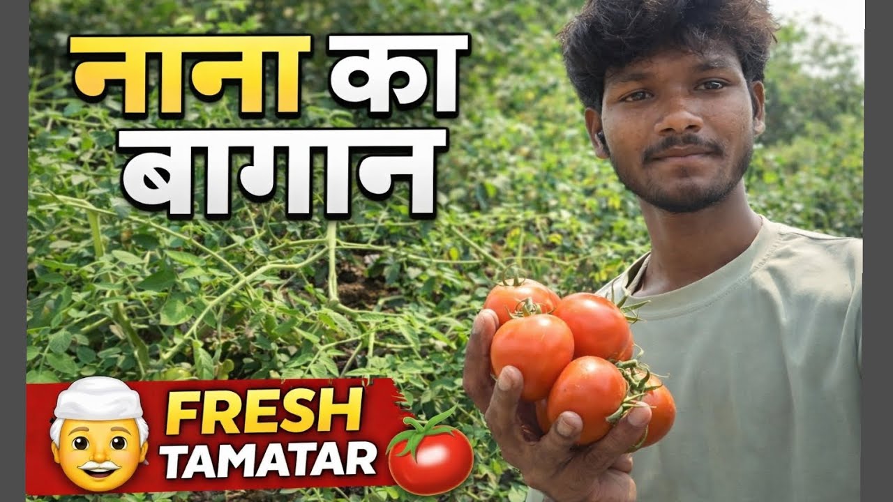 नाना का बागान 🍅 / Nana Ka Bagan Vlog