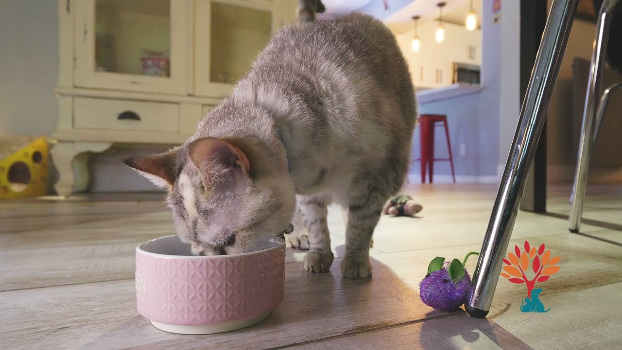 The Holistic Total Body Support | Glandular Multivitamin For Cats & Dogs By Dr. Ruth Roberts