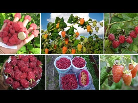 Видео: Сортове малина за всеки вкус - обещаващи сортове малина - 2