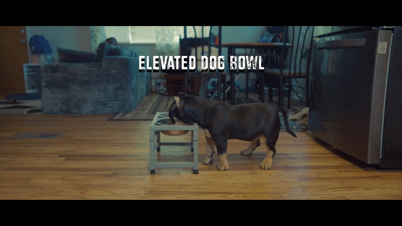 The Benefits to an Elevated Dog Bowl 