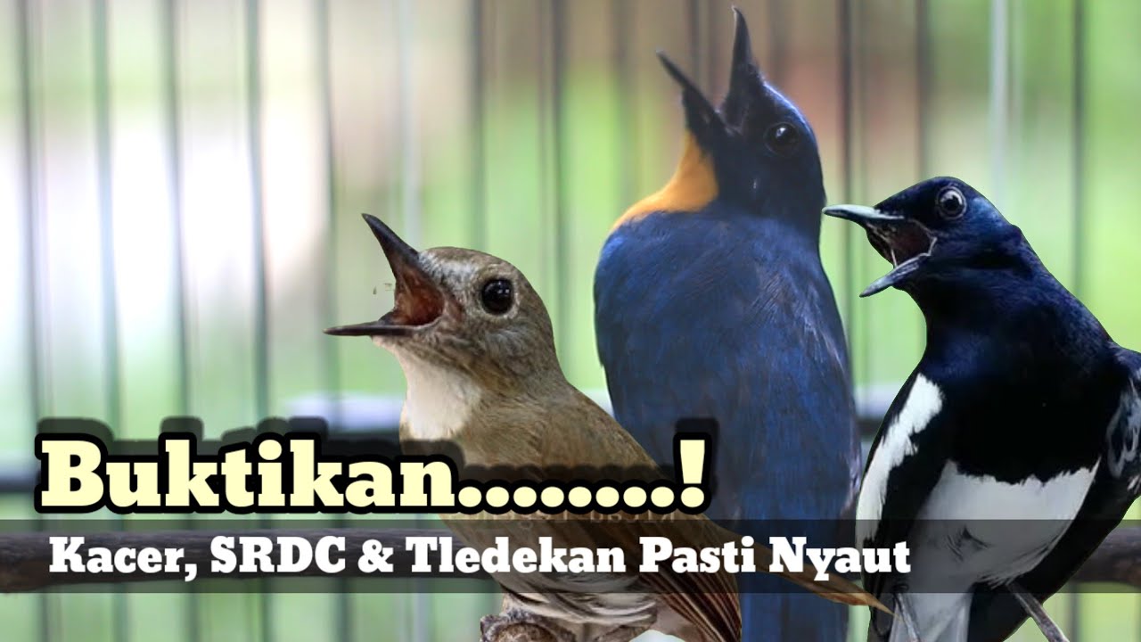 BUKTIKAN... TLEDEKAN GUNUNG FULL GACOR BIKIN KACER DAN SRDC TERPANCING EMOSINYA