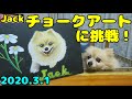 チョークアートに挑戦！ポメラニアン・ジャック　Try chalk art ! pomeranian Jack