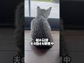 職場倉庫で保護した猫『あずき』５日目。お尻から血が出てビックリ… #猫 #ねこ #保護猫