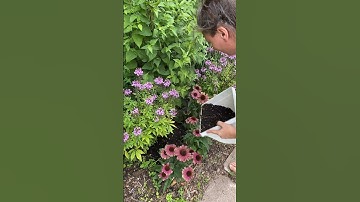 Make compost without compost pile! Caution: do not use invasives or weeds that have gone to seed 🌱