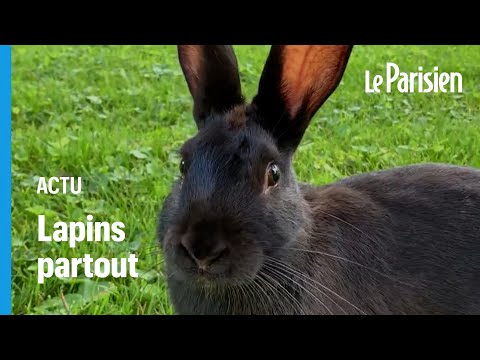 Vidéo: Pas D'argent Pour Voyager? Briser Les Oreilles De Lapin - Réseau Matador