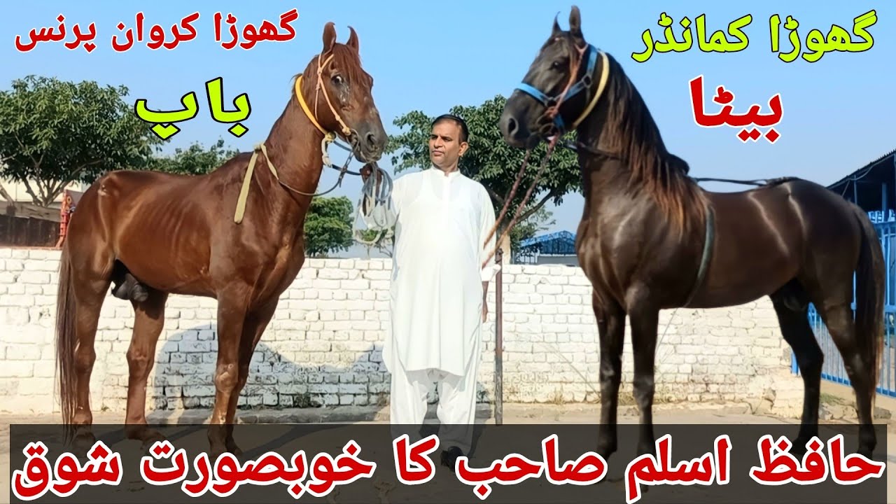 Crown Prince Ghora Horse Farming Stud FarmBeautiful Pakistani