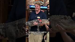 Wally, an emotional support alligator, is missing in Georgia