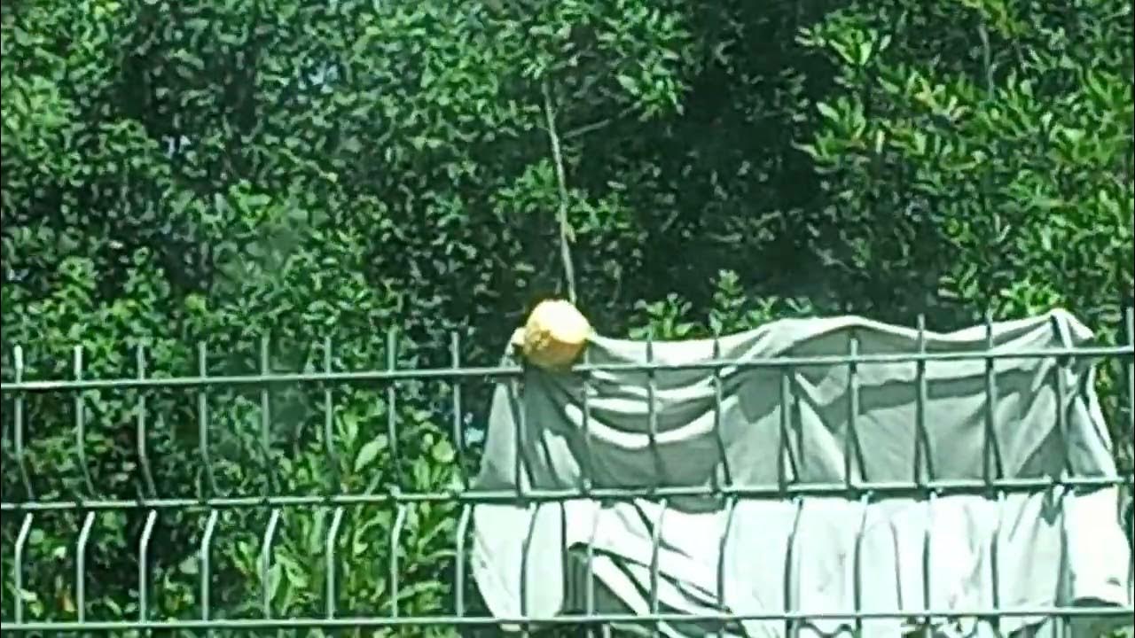 why-is-there-corn-in-my-window-i-meant-outside-youtube