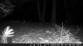 coyote vs skunk 3