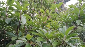 phòng trừ Rầy và Rệp cho cây hồng xiêm xoài ra hoa chính vụ