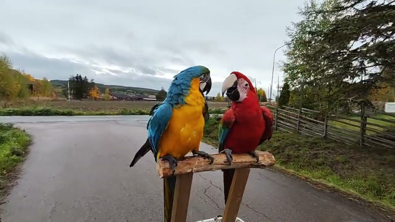 Arorna följer med på hundpromenaden 🦜