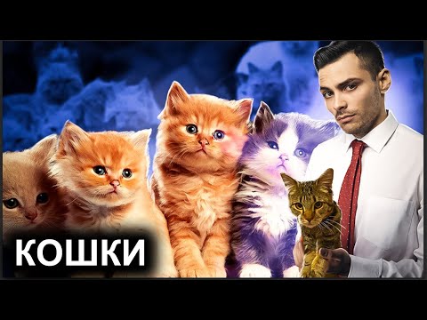Кошки. 10 Интересных Фактов.