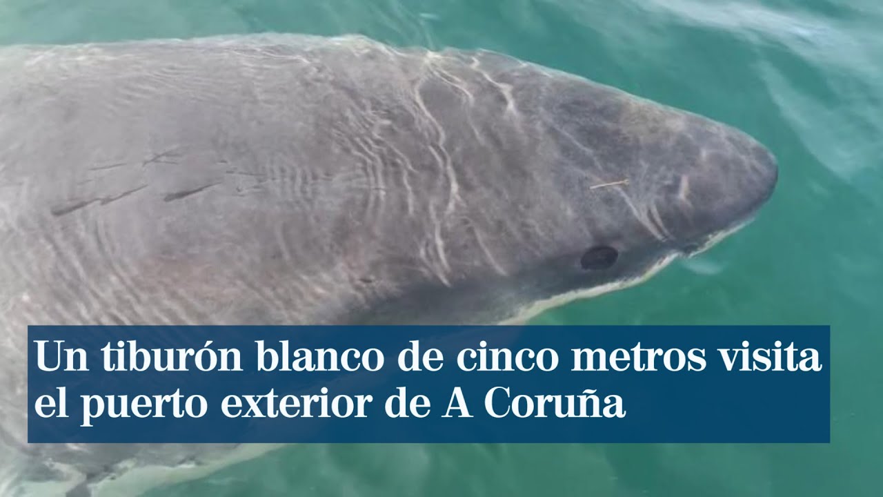 Un tiburón blanco de cinco metros visita el puerto exterior de A Coruña