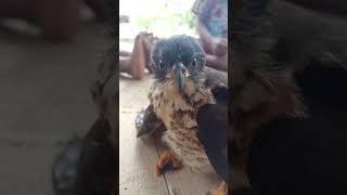 Tatapan Tajam Mata Elang alam petualangan