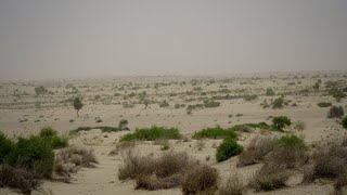 रेगिस्तान के लोगों तथा यहां पाए जाने पशु पक्षी का बेहद कठिन जनजीवन।,इंडियन डेजर्ट-Hindi**Information