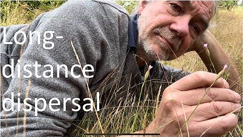 Leptokurtic dispersal