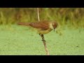 Clamorous reed warbler (Acrocephalus stentoreus).