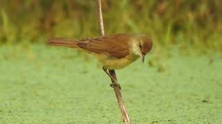 Clamorous reed warbler (Acrocephalus stentoreus).