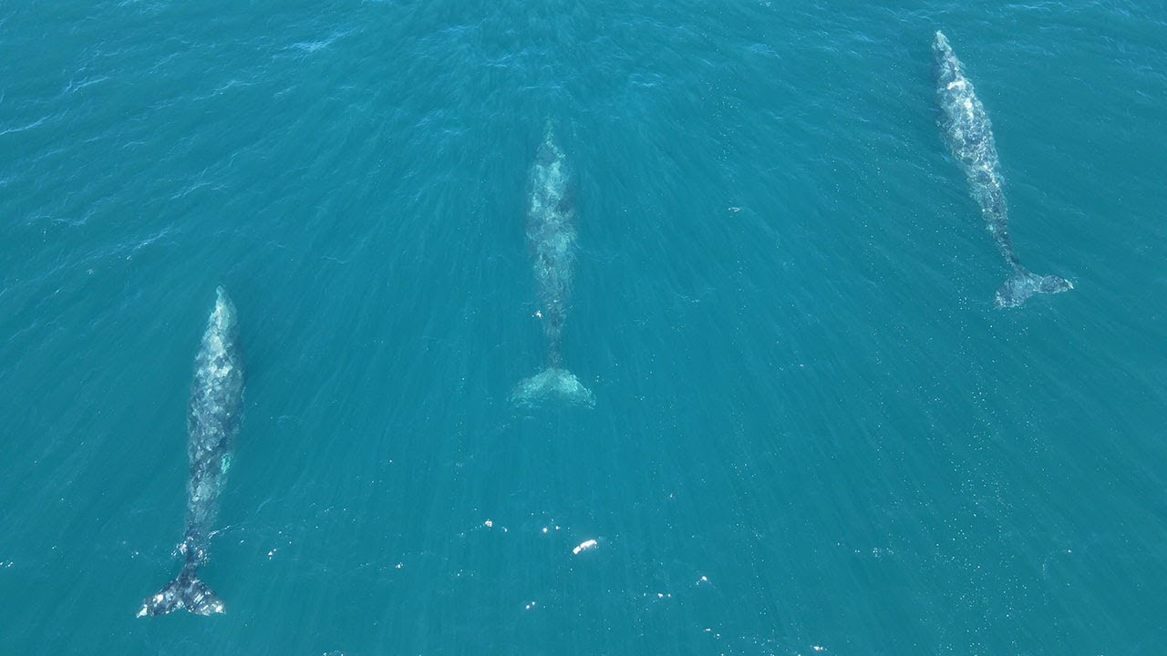 LIFE IN MENDOCINO, CALIFORNIA