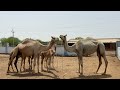 Pearl dairy camel farm in bikaner