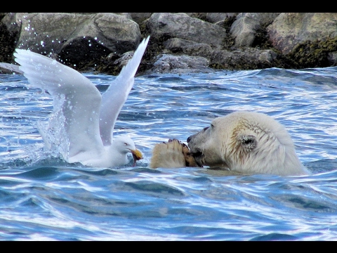 Video: Orsi Polari E Venti Artici Nelle Svalbard - Rete Matador