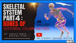 BONES Vertebrae and Ribs  ENGLISH