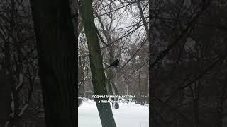 Зимняя Макеевка 2026 #макеевка #зима #2026 #видео #обзор #прогулка #shorts screenshot 1