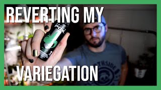 Coloring My Variegated Hair With Arctic Fox...and A Rareiegated Unboxing.