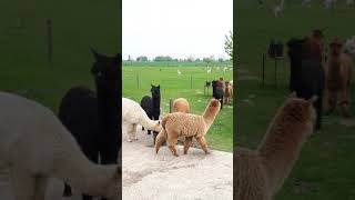 Tussen de alpaca's een workshop mest briketten maken..