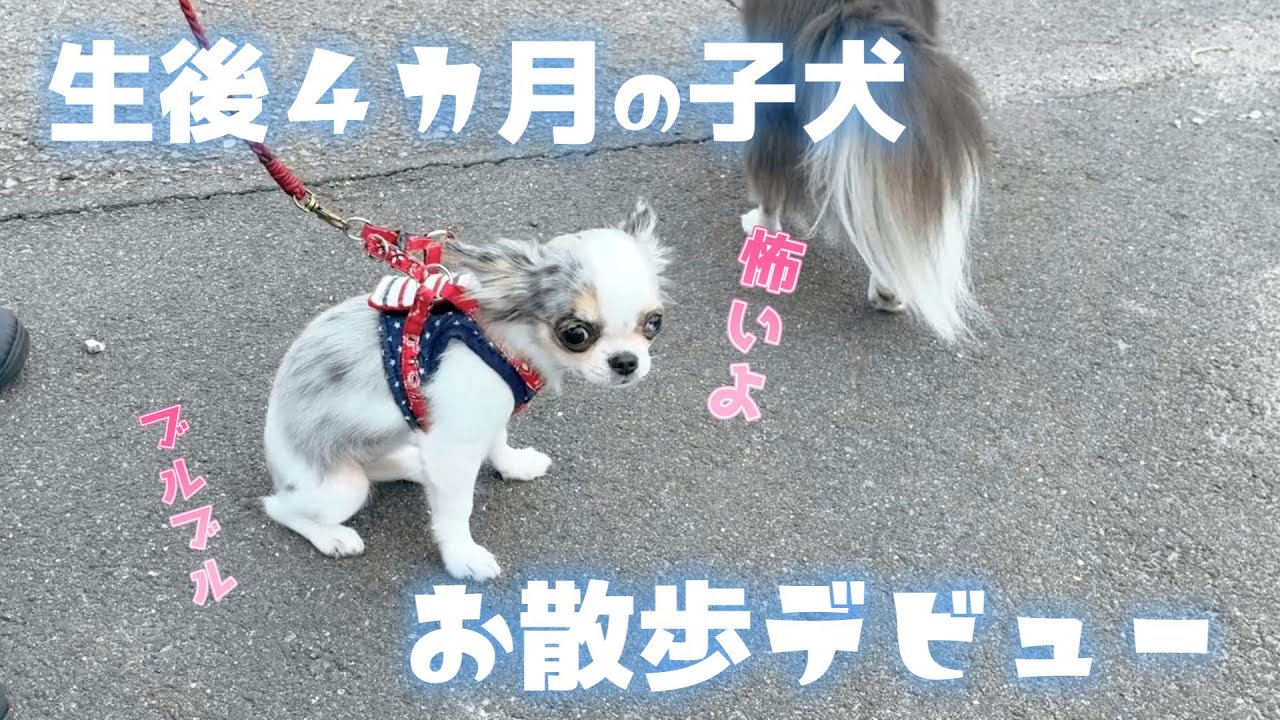 生後4ヶ月の子犬のお散歩デビューする姿が可愛すぎました！！