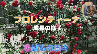【バラの日々】フロレンティーナ成長の記録＃バラ＃ガーデニング