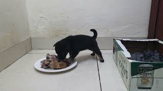 Hungry Puppy Cries at Midnight Until His Owner Brings Food ❤️🐶