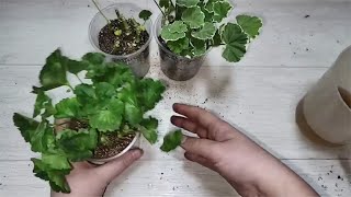 天竺葵的扦插方法，操作简单，15天就能生根成活率高