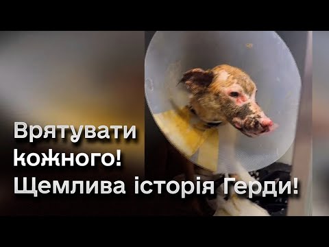 Порятунок собаки, яка ледь врятувалась під час обстрілу