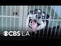 "Hot Girls Who Care" helping rescue dogs from crowded animal shelters