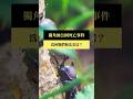 【#預告｜獨角仙公園死亡事件】公視｜我們的島7／20(一)晚間十點 #shorts